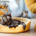 Однокомнатные квартиры в новых домах Ростова-на-Дону с ремонтом